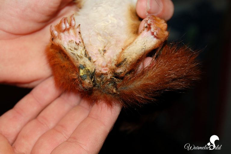 Krankheiten, Parasiten und Verletzungen beim Eichhörnchen Wurmelworld